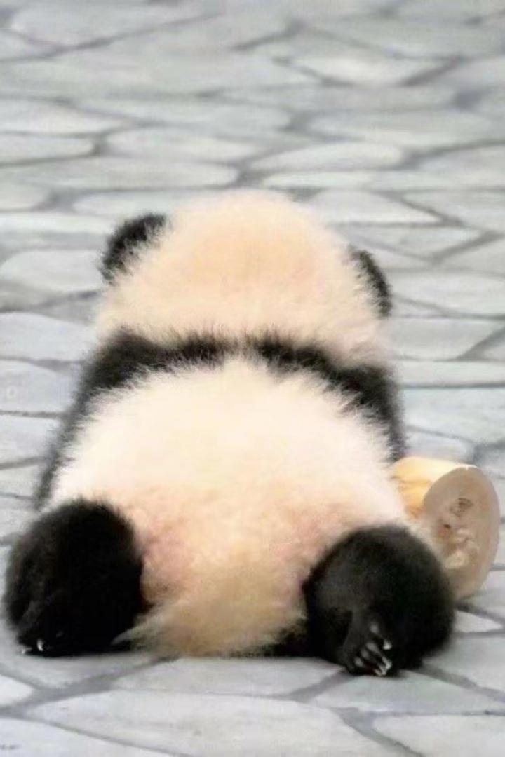熊猫幼崽,为爱低头